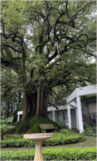 BigtreeBB - Dining, Flowers, Garden Wedding, Lapa